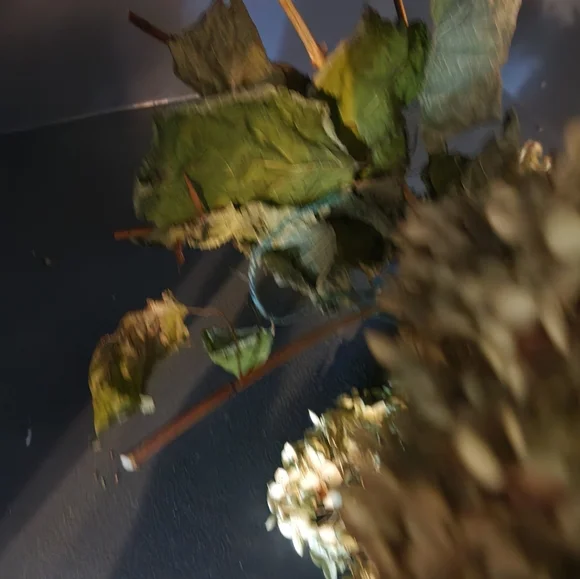 Very Fragile Annabelle Hydrangeas Over 5 Stems - Picture 5 of 7